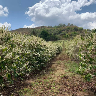 BACKYARD Espresso Blend